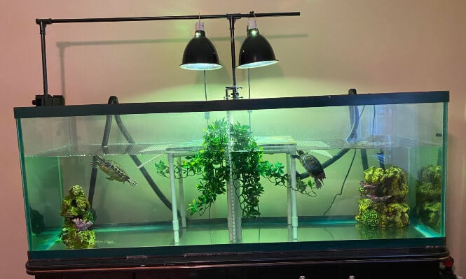 A turtle tank with two basking lamps