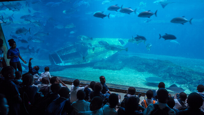 Pictured, Shaka Marine World Aquarium
