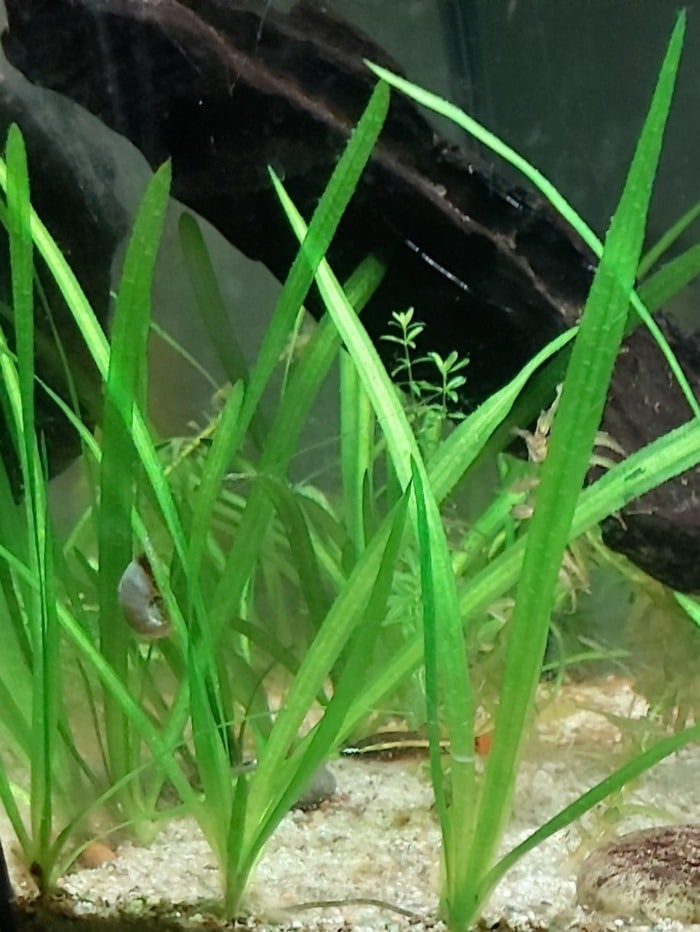 Pictured, vallisneria