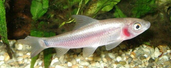 Violet blushing shark