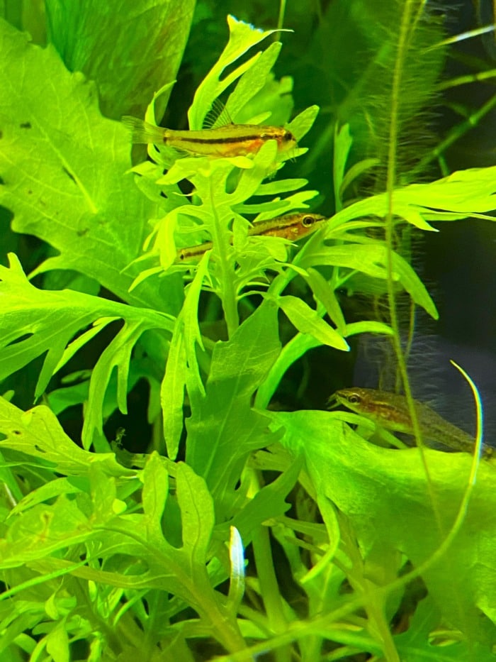 Pictured, water wisteria