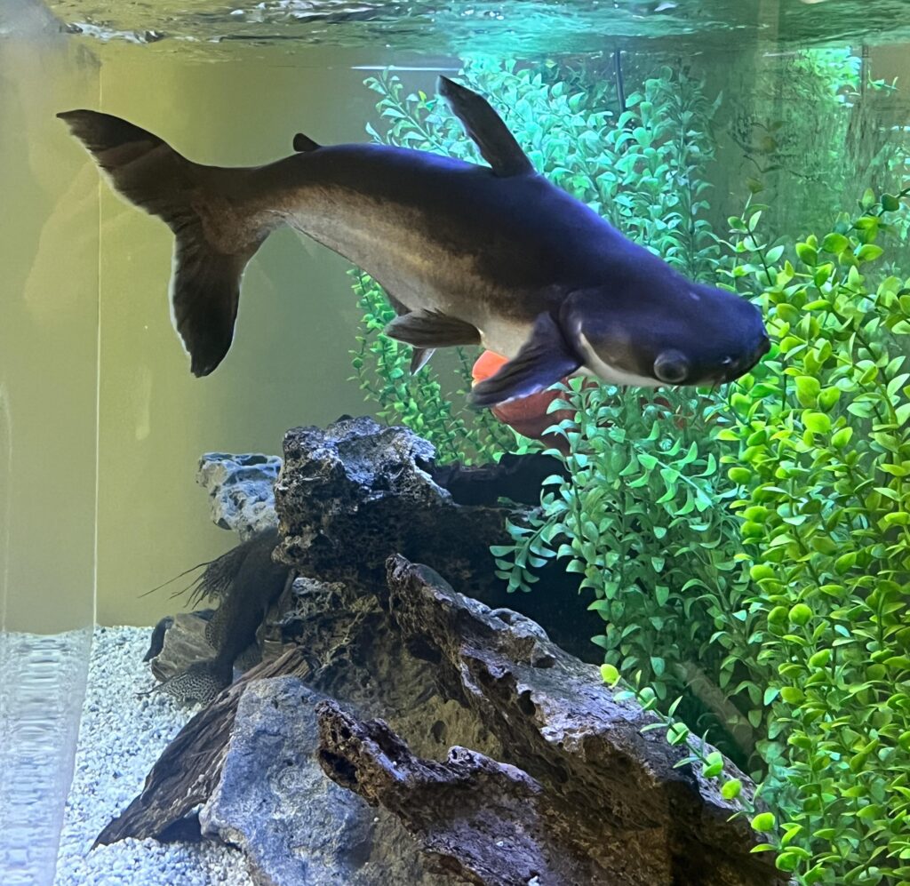 Iridescent Shark swimming in a large aquarium with other tank mates