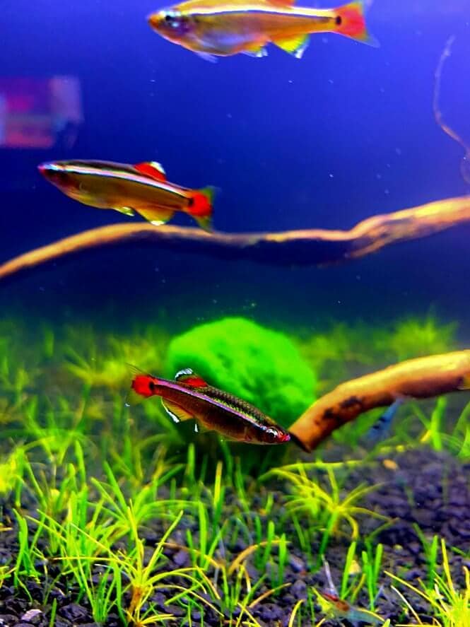 A school of White Cloud Mountain Minnows