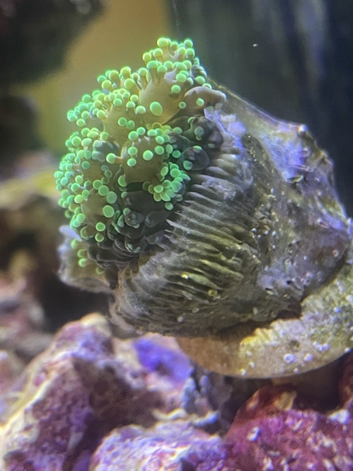 White fuzz on a new ornament