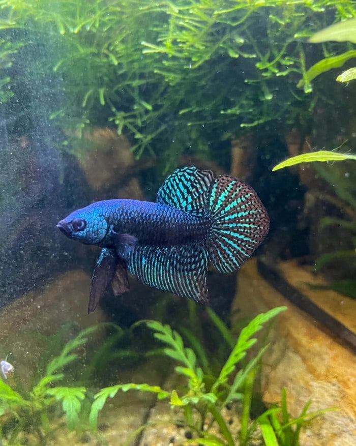 Wild betta mahachaiensis male
