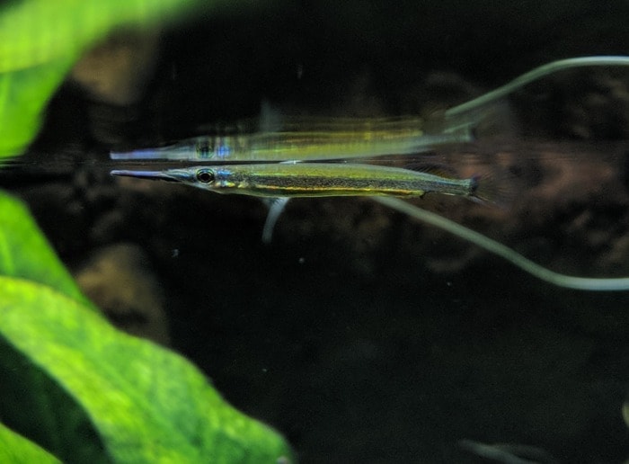 wrestling halfbeak