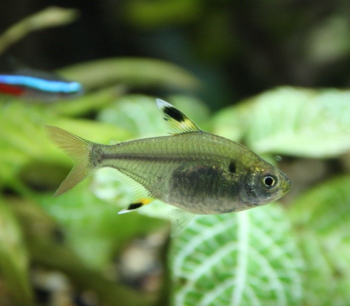 Pictured, x ray pristella