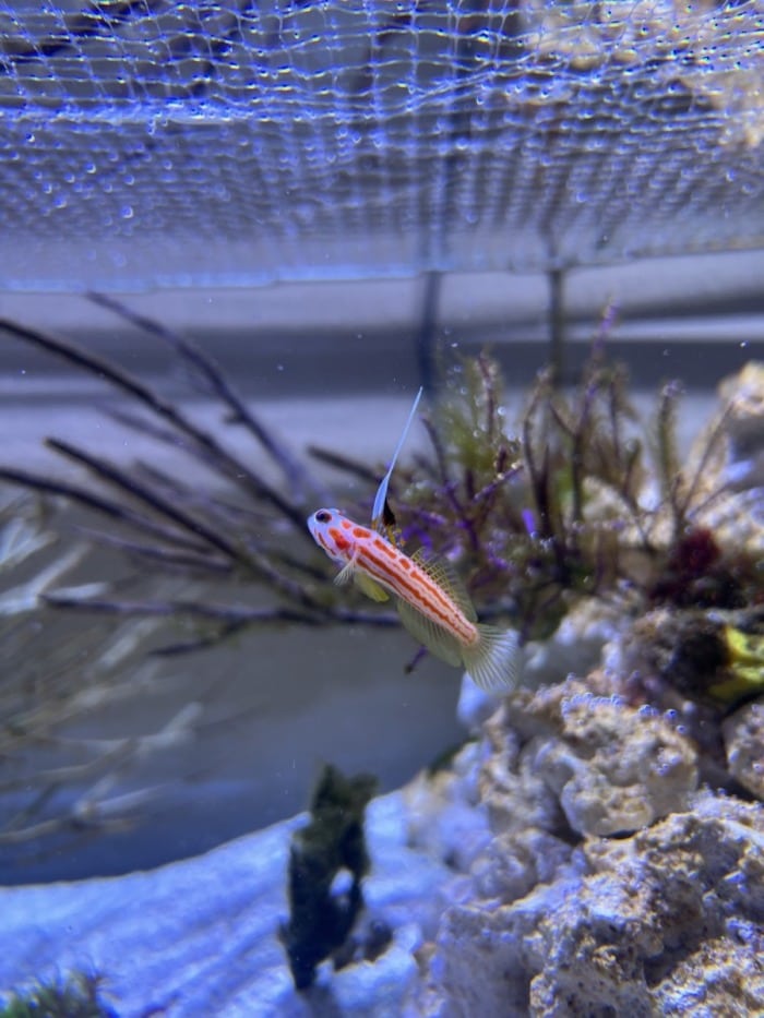 yasha goby swimming diagonally