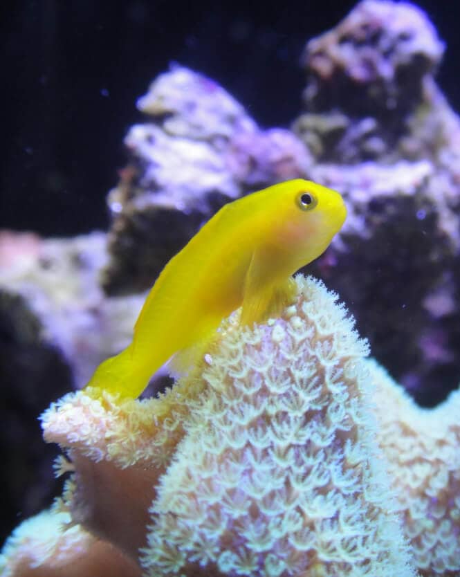 A bright Yellow Clown Goby Fish over a coral.