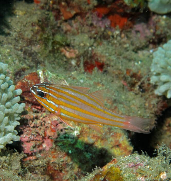 A Yellow-Striped Cardinalfish swimming in a reef aquarium.