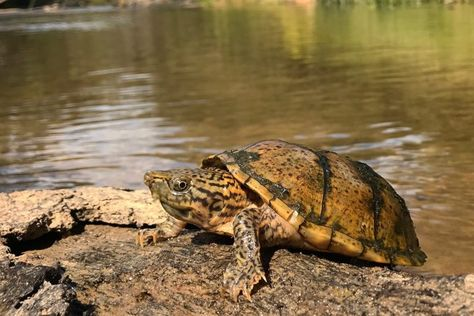 A Stripe-necked Musk Turtle Basking on the Bank on a Pond