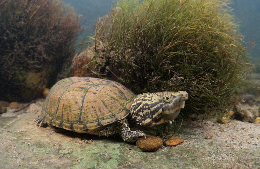 Turtle underwater hiding at the bottom.