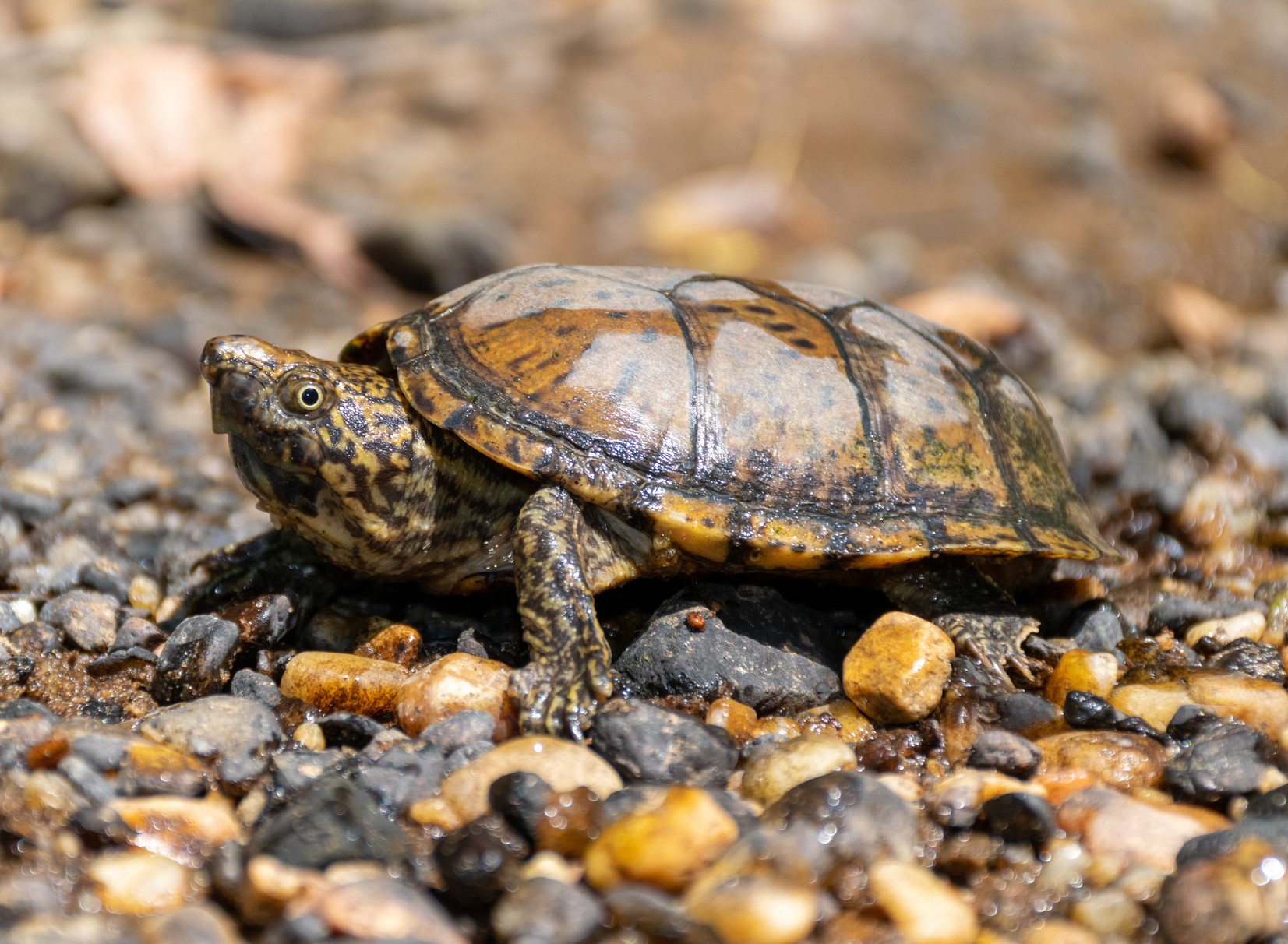 A Stripe-necked Musk Turtle.