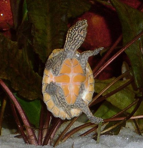 A stripe-neck musk turtle in its aquascaped tank