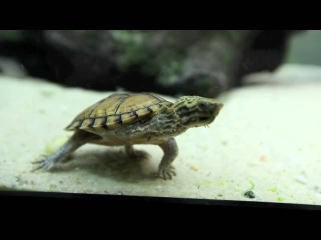 Stripe-necked Musk Turtles are best when living alone
