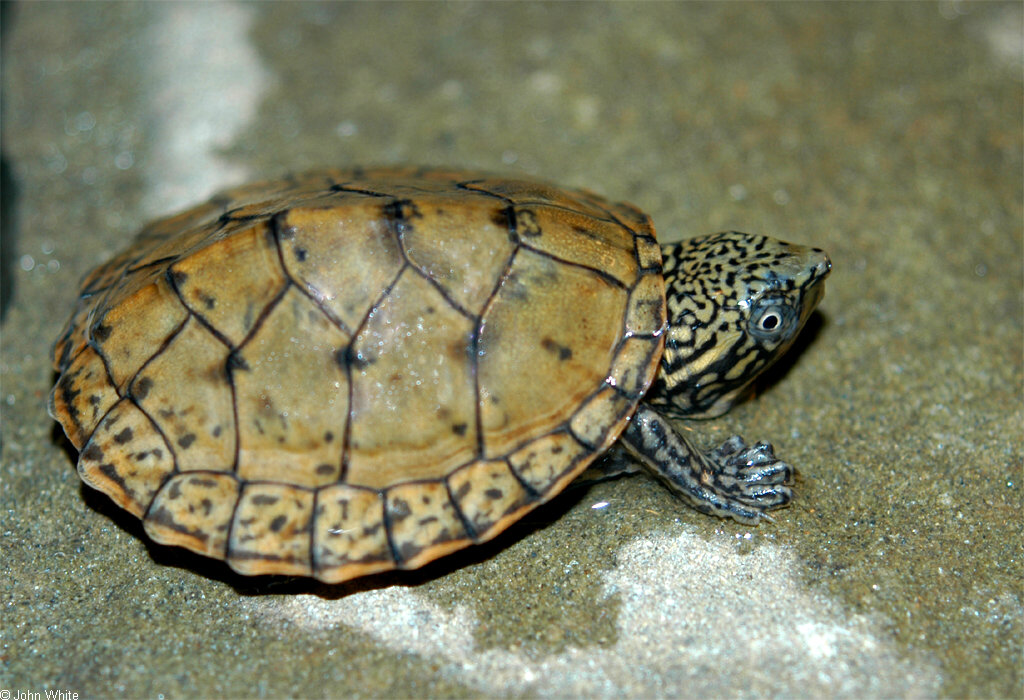 A happy and healthy Stripe-necked Musk Turtle - image source John White
