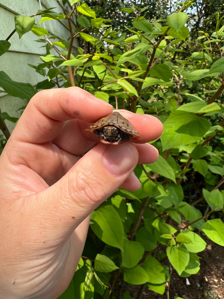 A hatchling Stripe-necked Musk Turtle, how cute