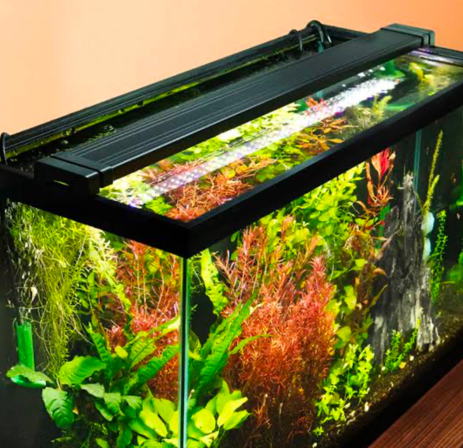 A close up of a well planted aquarium.