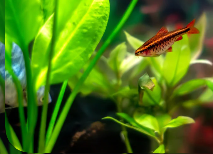 Cherry barb in its planted tank.