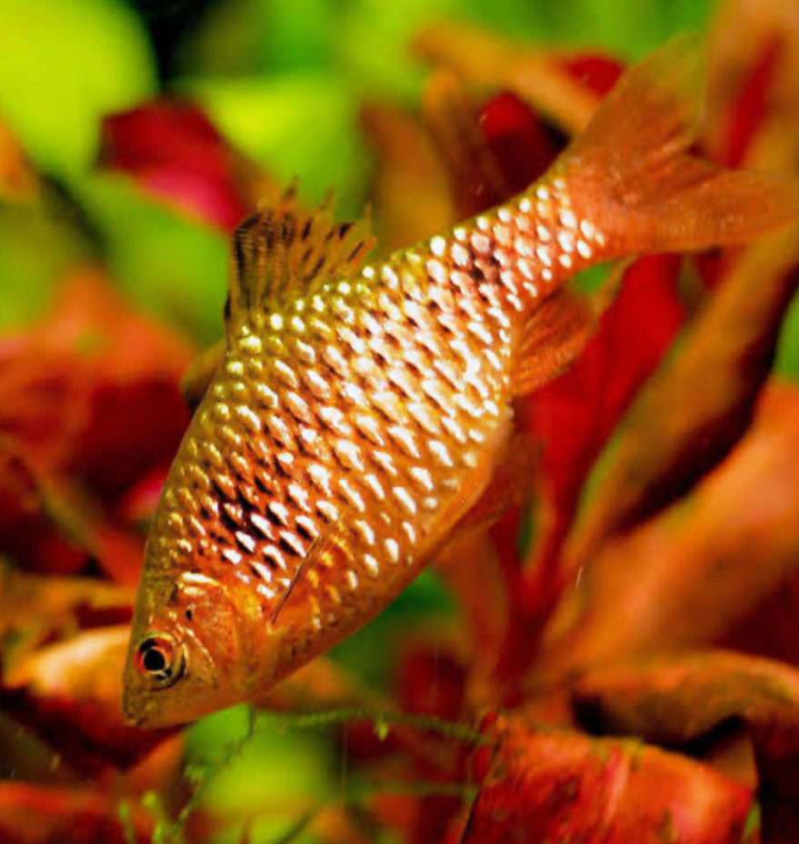 A happy and healthy Rosy Barb fish.