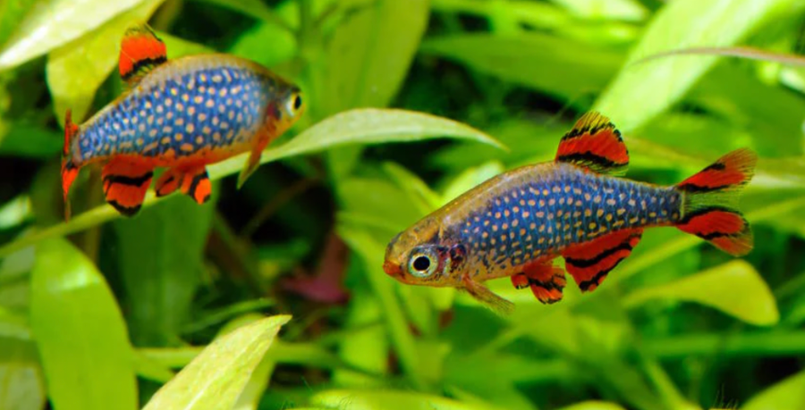Rasboras make peaceful tankmates for the Gold Barb species