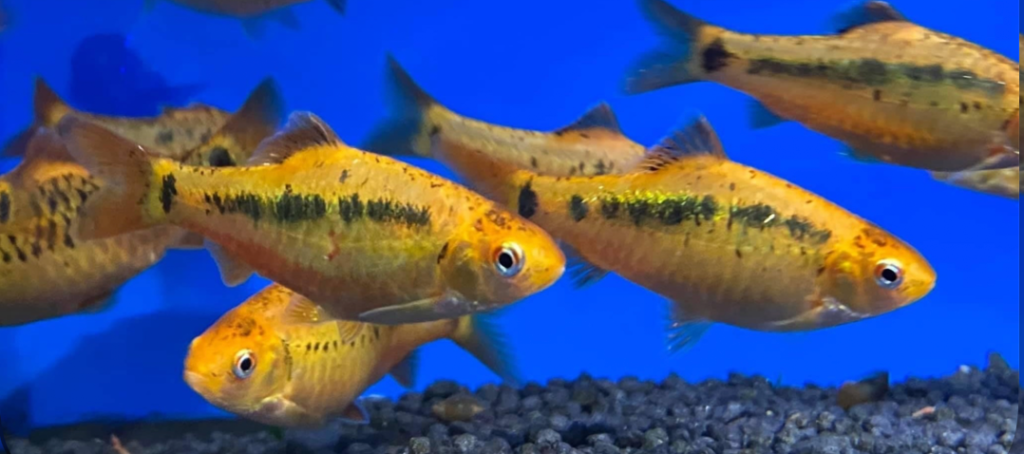 A large group of Gold Barbs in a tank with a blue background and black substrate.