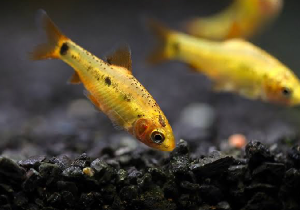 A group of Gold Barbs examining the black substrate of its tank.