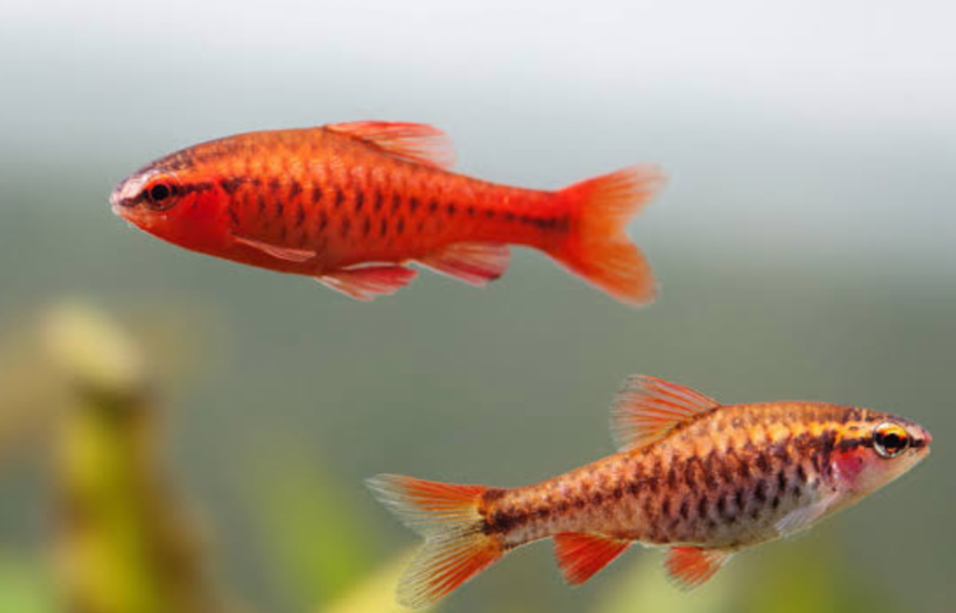 A close up if s male and female cherry barb showcasing their differences.