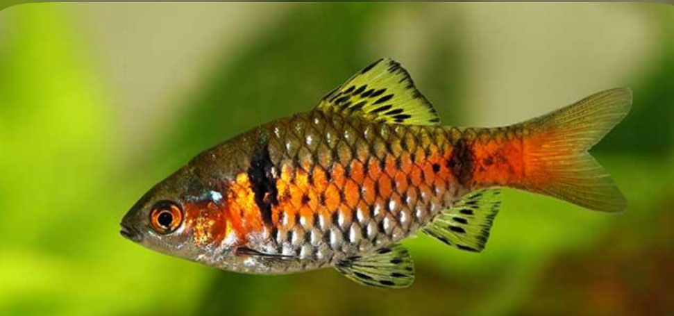 A happy and healthy Odessa Barb in its planted tank