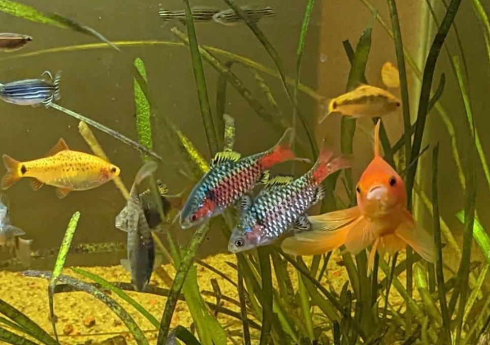 Odessa Barbs need open swimming areas in large tanks to avoid territoriality against tank mates