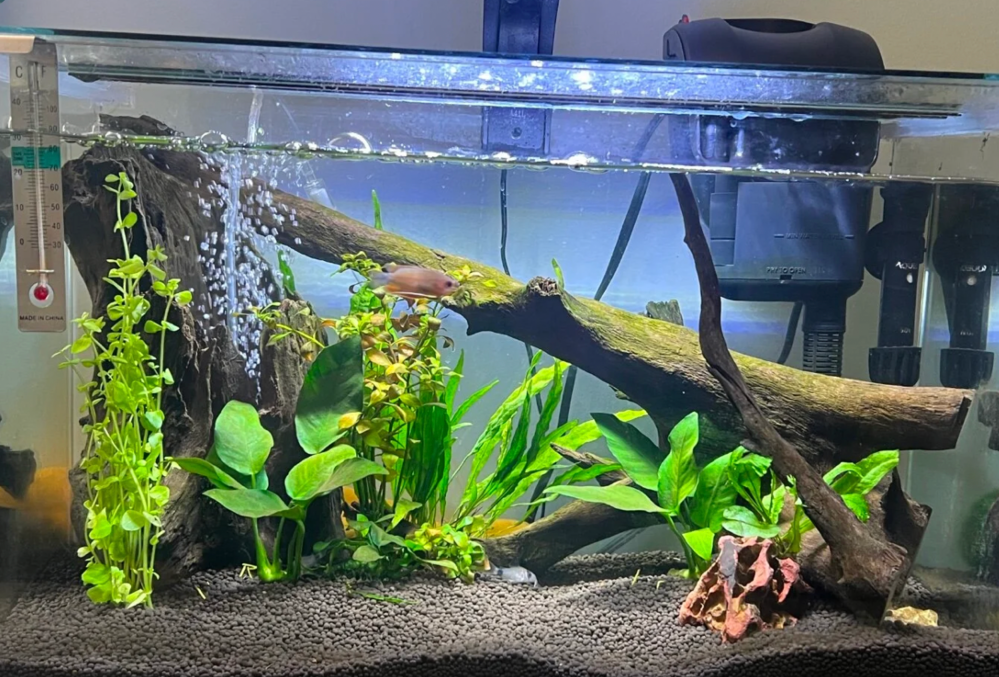 Surface agitation keeps the oxygen levels standard