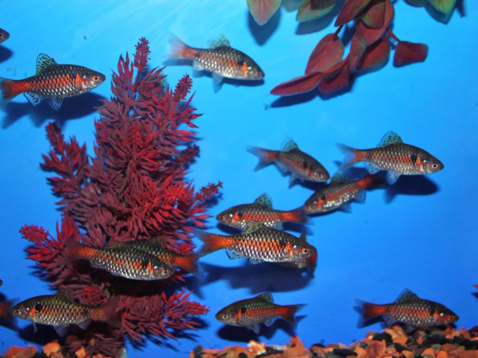 Odessa Barb is naturally peaceful but can become gin-nippers to large-finned companions