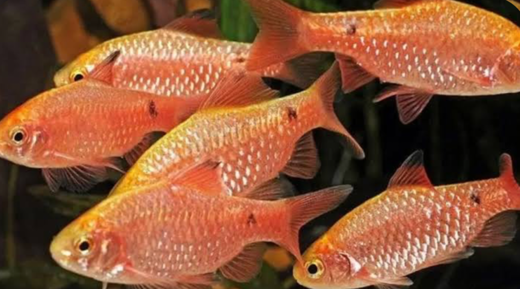 A group of Rosy Barbs in a planted tank.