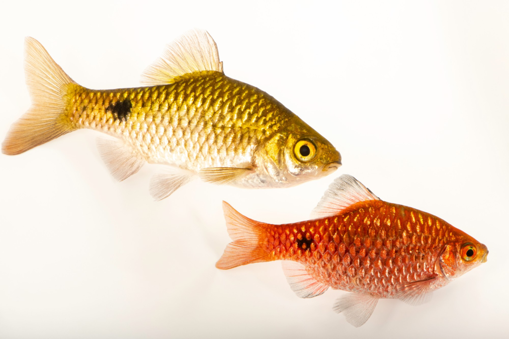 A pair of rosy barbs on a white background.