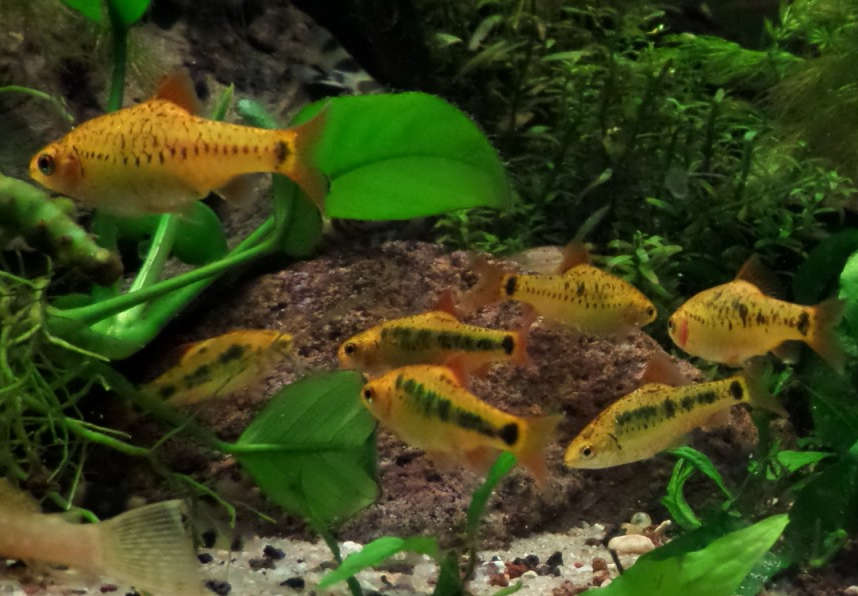 A school of Gold Barbs in a planted tank.