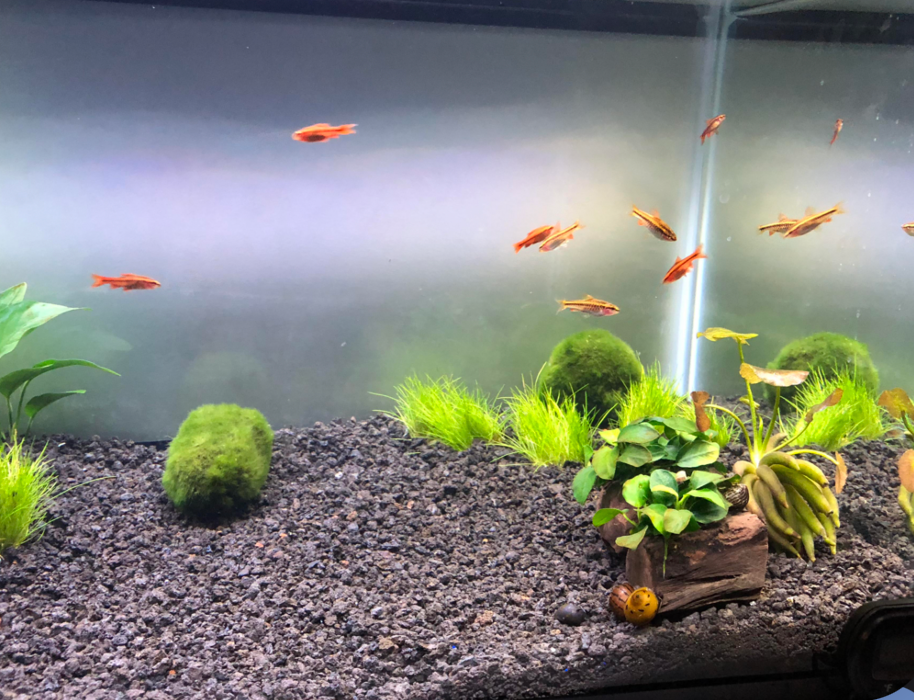 A tank filled with cherry barbs.
