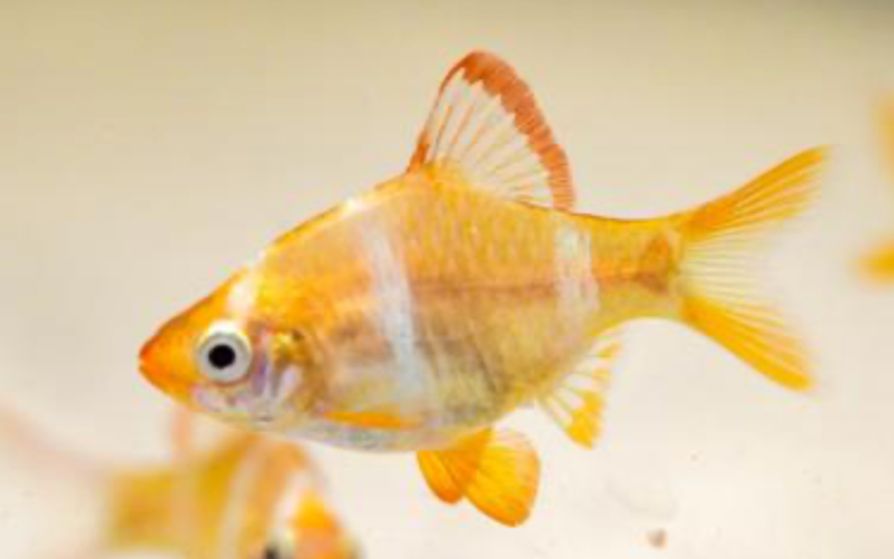 A close up of a female albino barb.