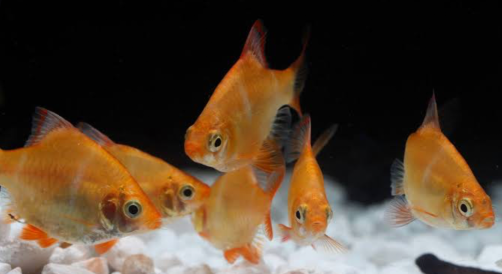 A group of happy Albino barb in their tank.