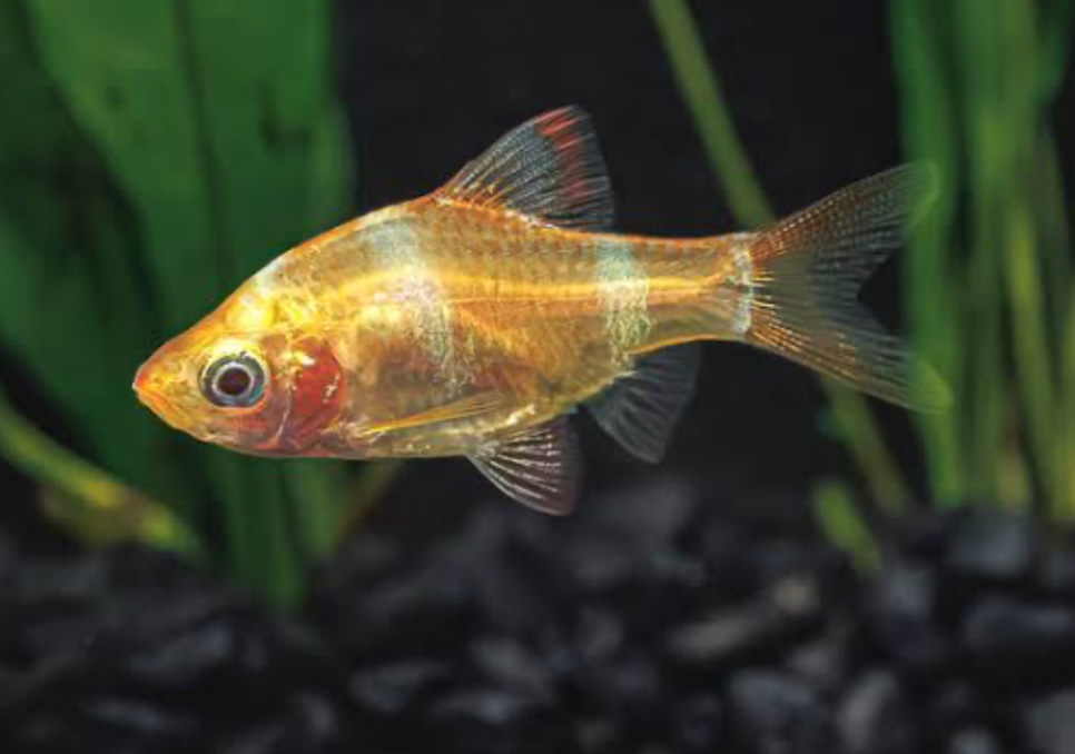 An Albino Tiger Barb swimming in the foreground of its planted tank.
