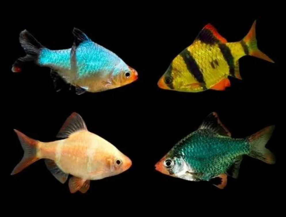 Four different color variants of tiger barbs on a black background showcasing their morphological similarities and differences in coloration.