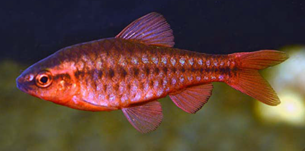 A happy and healthy cherry barb