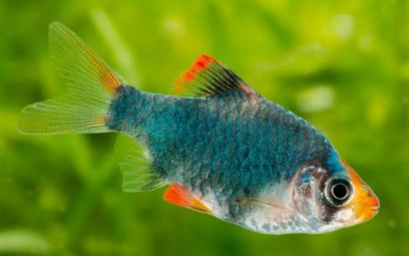 A Tiger Barb in the foreground of a tank.