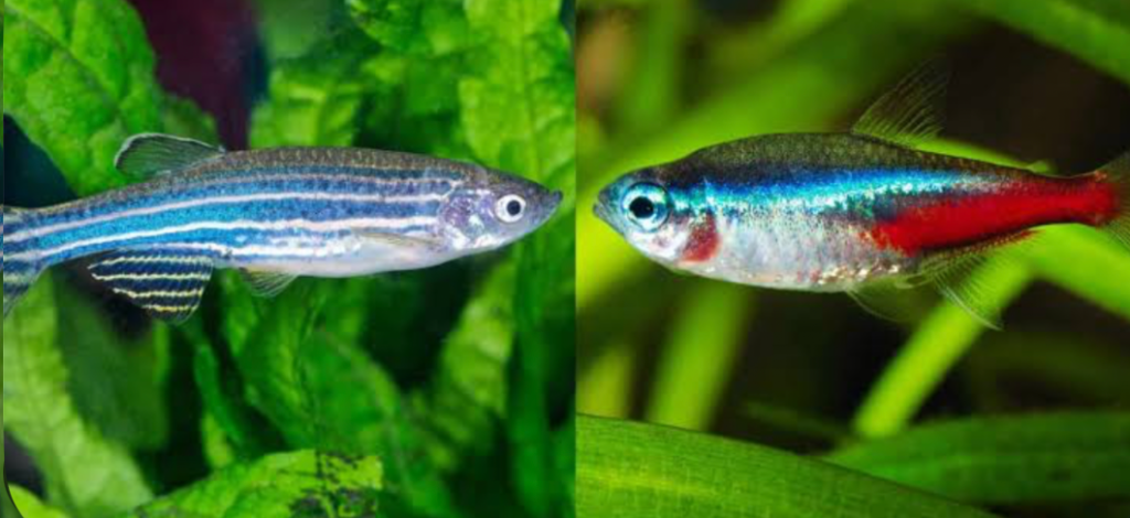 A side by side collage of Tetra (right) and Danio(left) in their planted tank.