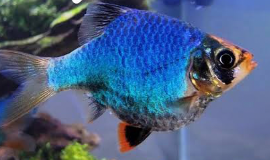 Pregnant Green Tiger Barb