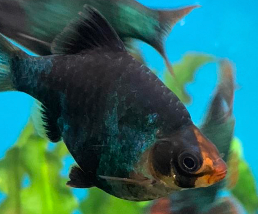 A school of tiger barbs swimming in their tank.