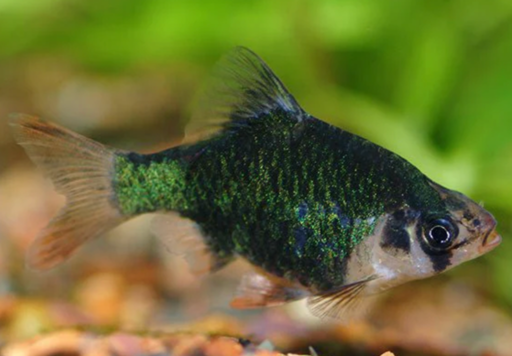 A Tiger Barb in the foreground of a tank.