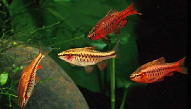 A breeding group of Cherry Barbs in their planted tank