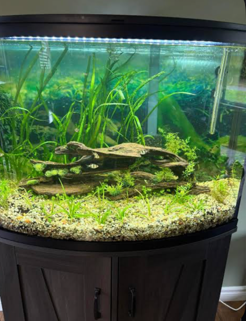 A great example of a perfect tank for a Green Tiger Barb school