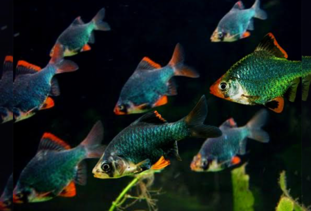 A group of schooling green tiger barbs in a tank.