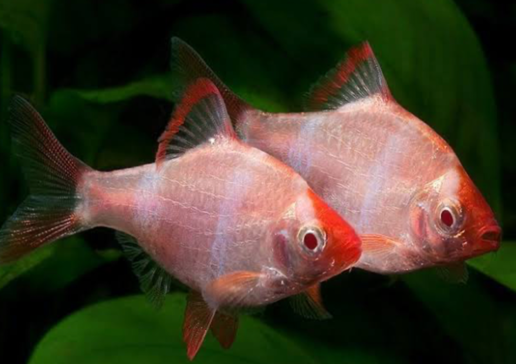 A close up of a male albino barb.